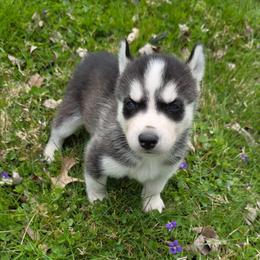 Hades - Black and white male Siberian Husky puppy in Brunswick, Ohio from Blue Star Siberians