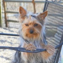 Heather  - Yorkshire Terrier