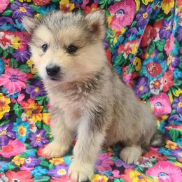 Alaskan Malamute Puppies from New River Valley Malamutes