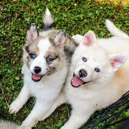 Pomeranian and Pomsky All Grown Up from Alpha Poms & Pomskies