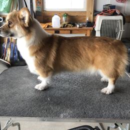 Fiona - Pembroke Welsh Corgi