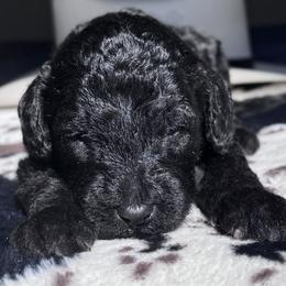 Johnny Cash - Black male Labradoodle puppy in Kingston, Georgia from CC Familydoodles