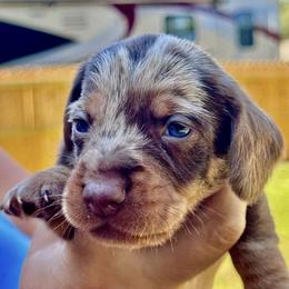 Big boy - Dapple male Dachshund puppy in Michigan And Florida Locations, Michigan from UP North Dachshunds UPNDLLC