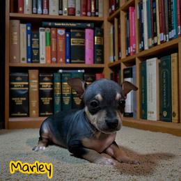 Marley - Black and tan female American Hairless Terrier puppy in Buckingham, Illinois from Gaus Hof