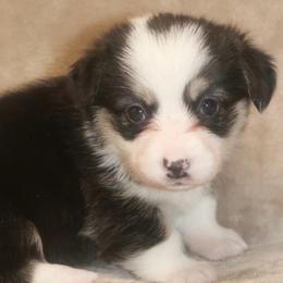 Raven - Black and tan female Pembroke Welsh Corgi puppy in West, Texas from Rustic Spur Kennel