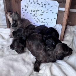 Dachshund Puppies from A Anchor Farm