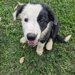 Border Collie Puppies from Water Dog Border Collies