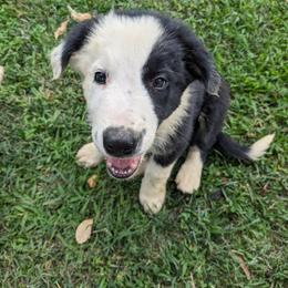 Border Collie Puppies from Water Dog Border Collies