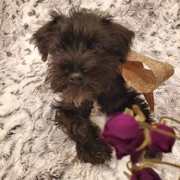 Miniature Schnauzers from Simply Schnauzer
