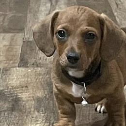 Dachshunds from Top-Notch Mini Dachshund