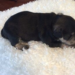 Goldendoodle and Miniature Schnauzer Puppies from Very Special Mini Schnauzers and Goldendoodles