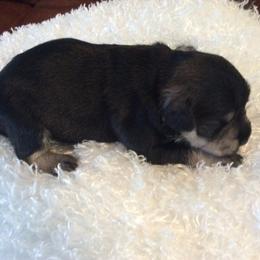 Goldendoodle and Miniature Schnauzer Puppies from Very Special Mini Schnauzers and Goldendoodles