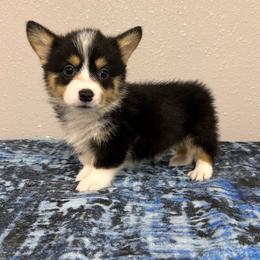 Boy 2 - Black and tan male American Corgi puppy in Hico, Texas from Chisholm Trail Kennels