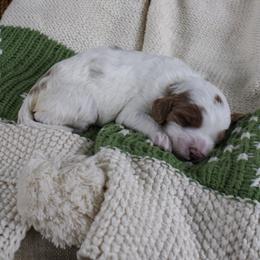 Ivy - Parti female Goldendoodle puppy in Warsaw, Ohio from Lovabledoodles