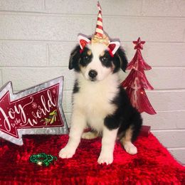 Australian Shepherd Puppies from Topaz Aussie’s