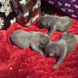 Girl 1 - Blue female French Bulldog puppy in Gerber, California from In The Zone Dog Training and Breeding