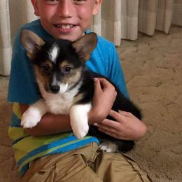 American Corgi, Miniature Australian Shepherd, and Pembroke Welsh Corgi Puppies from Rafter C Aussies & Corgis