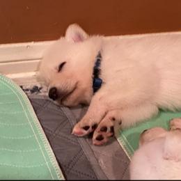Boy 1 - White male German Shepherd puppy in Santa Rosa Valley, California from Diamond White German Shepherds