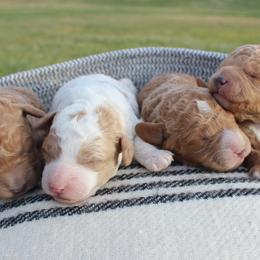 Goldendoodles from The Doodle Doggies
