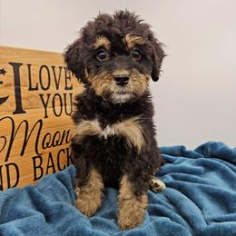 Daffodil - Phantom female Bernedoodle puppy in Granton, Wisconsin from Rose River Farms