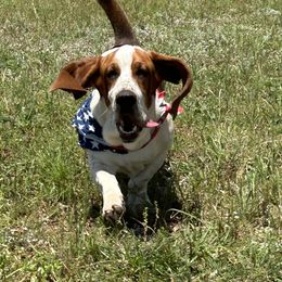 Basset Hounds from R&D basset barn