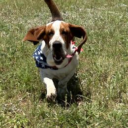 Basset Hounds from R&D basset barn