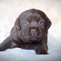 Labrador Retriever Puppies from R Little Retrievers