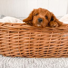 Goldendoodle Puppies from Ruby's Kit & Ka'Doodles