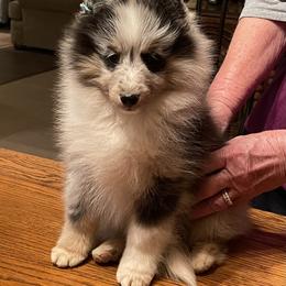 Shetland Sheepdog Puppies from BranGay Shetland Sheepdogs Since 1971