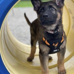German Shepherd Puppies from Vom Haus Elbrus Kennel