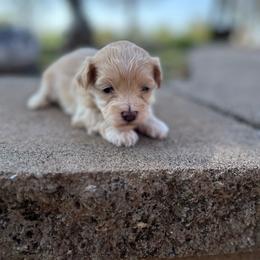 Emily - Apricot female Maltipoo puppy in Oakland, Kentucky from Imperial Dogs