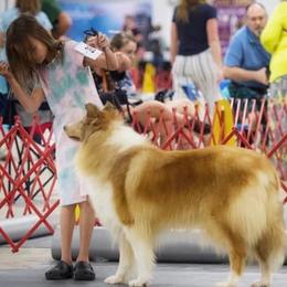 Collies from Little Cypress Collies