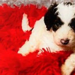Bernedoodles, French Bulldogs, Miniature Pinschers, and Poodles from French Pinsch Mi Doodle Kennels