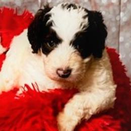 Bernedoodles, French Bulldogs, Miniature Pinschers, and Poodles from French Pinsch Mi Doodle Kennels