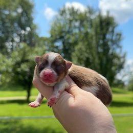 Chick hicks - Chocolate sable male Pomeranian puppy in Perry County, Ohio from Speechless Pom’s