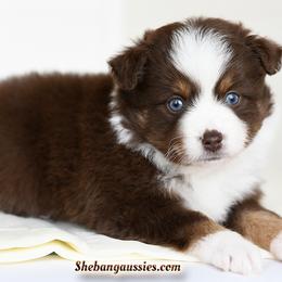 Valentina - Red tri female Toy Australian Shepherd puppy in Ellsinore, Missouri from Shebang Aussies