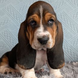 Bashful - Black brown and white male Basset Hound puppy in Polson, Montana from BeautyBea's Flathead Lake Bassets