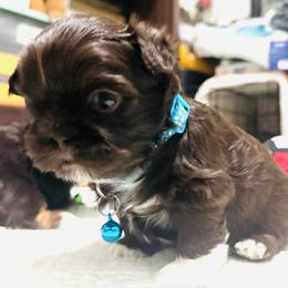 Loki - Chocolate male Shih Tzu puppy in Merrillville, Indiana from Gibbs Gorgeous Paws LLC