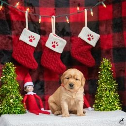 Labrador Retriever Puppies from Sun Ridge Labradors