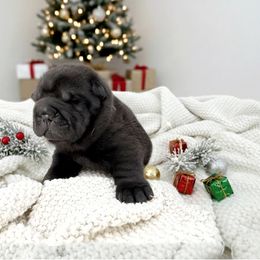 Barkley - Black male Chinese Shar-Pei puppy in Hugo, Oklahoma from Mini Hippo Land