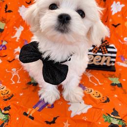 Snoopy - White male Maltese puppy in Upland, California from Prime Paradise Kennel