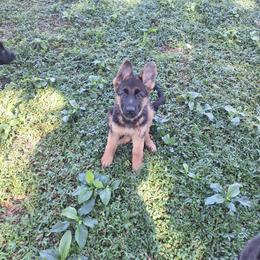Ivona vom LegendLand - Black and red female German Shepherd puppy in Hillsborough County, Florida from Vom Legend Land
