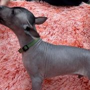 Mirlo - Xoloitzcuintli puppy from Sirius Xolos