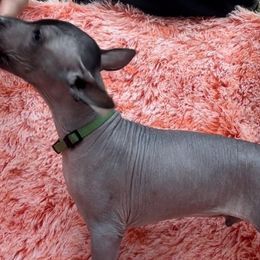 Mirlo - Xoloitzcuintli puppy from Sirius Xolos