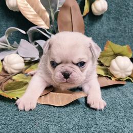 Cream Boy - Cream male Pug puppy in Tulsa, Oklahoma from Locust Creek Pugs & Japanese Chin's