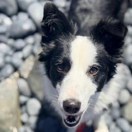 Cricket - Border Collie