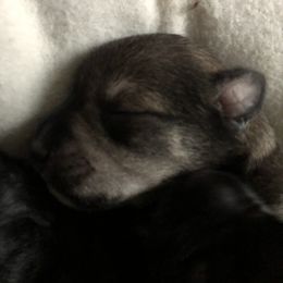 Miniature Schnauzer and Poodle Puppies from Bits & Bytes Farm