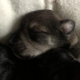 Miniature Schnauzer and Poodle Puppies from Bits & Bytes Farm