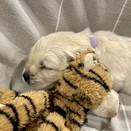 Golden Retriever Puppies from Oakland County Goldens