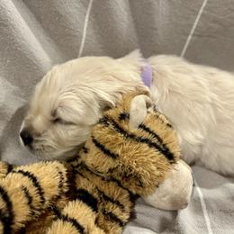 Golden Retriever Puppies from Oakland County Goldens